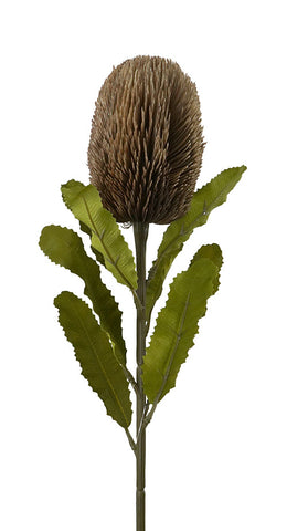 DRIED BANKSIA STEM 65CM