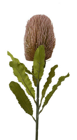 DRIED BANKSIA STEM 65CM