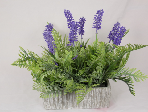 31CM LAVENDER PLANT IN RECTANGLE POT