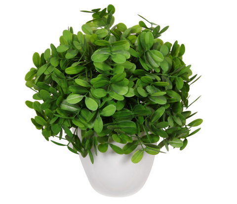 30CM GREEN BUTTERFLY GRASS IN WHITE POT